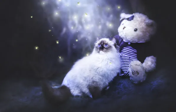 Кошка, кот, ночь, природа, темный фон, светлячки, игрушка, мишка