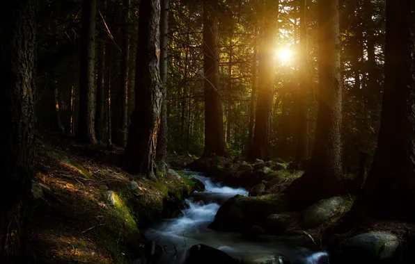 Картинка солнце, деревья, ручей, Лес, forest