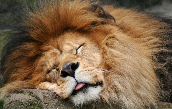 Язык, лев, грива, спит