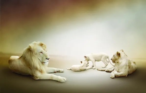 Лев, белые, львы, львята, львица, играют, семейство