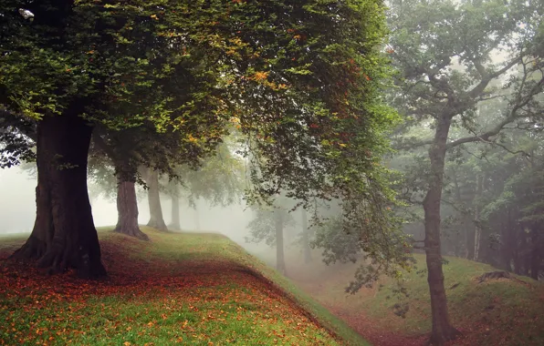 Картинка осень, трава, листья, деревья, туман, парк
