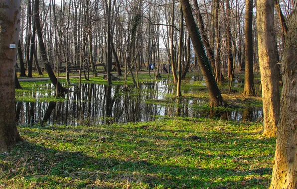 Картинка forest, water, park, tree