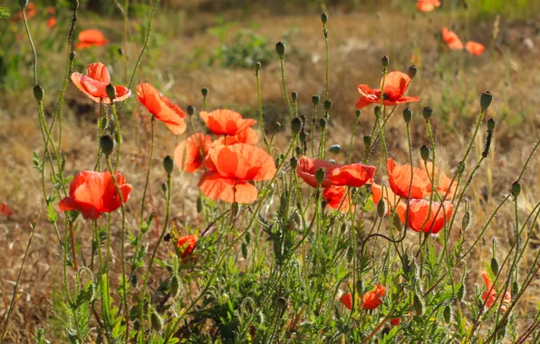 Red, flower, field, poppy, meadow