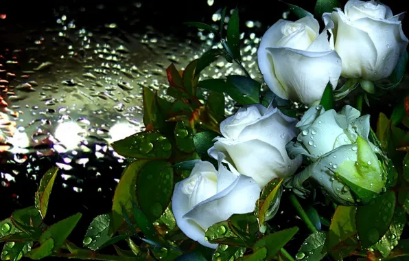 Капли, роса, дождь, Розы, белые
