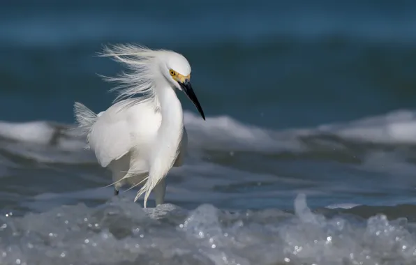 Картинка птица, snowyegret, вода