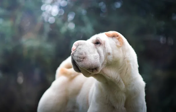 Взгляд, друг, собака