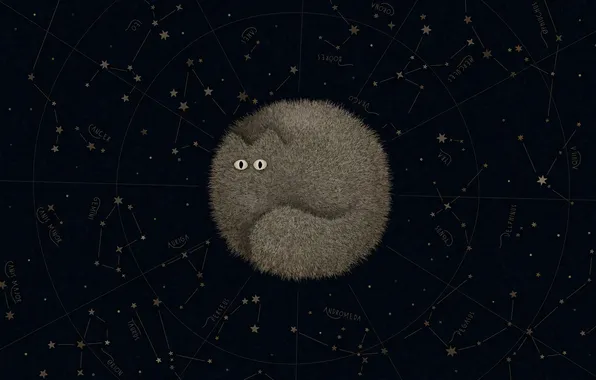 Кот, ночь, VLADSTUDIO