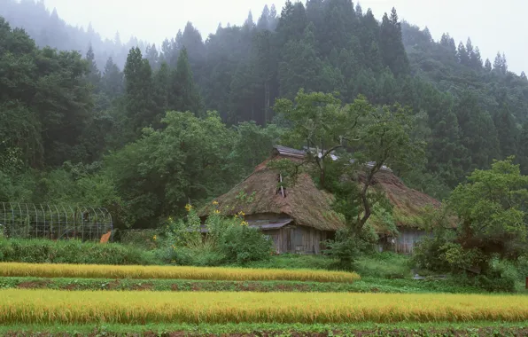 Картинка лес, дом, япония
