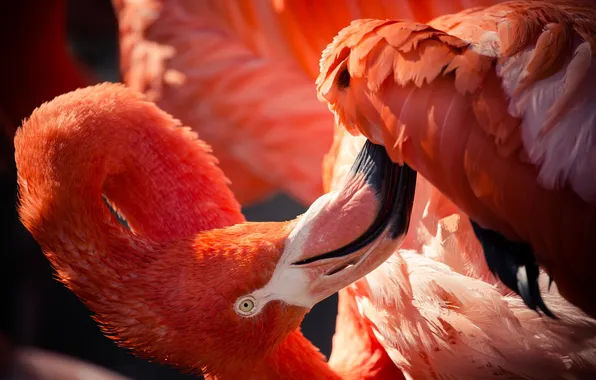 Животные, птицы, розовый, перья, окрас, фламинго