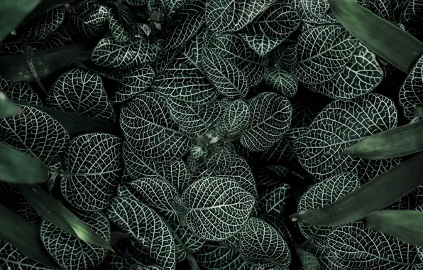 Листья, растения, leaves, флора, plants, flora, David Bartus, fittonia