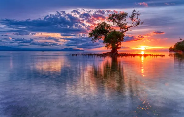 Море, восход, дерево, рассвет, Индонезия