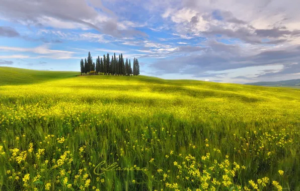Картинка поле, небо, облака, цветы, весна, Италия, Май, Тоскана