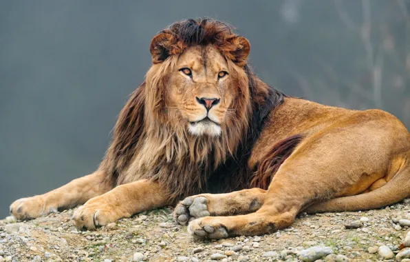 Картинка взгляд, морда, природа, поза, галька, камни, серый, фон