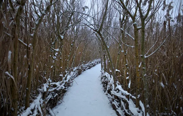 Картинка зима, лес, снег, дорожка, forest, Winter, snow, path