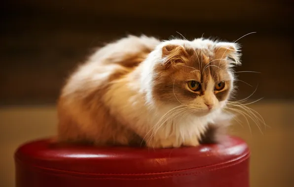Картинка кошка, красный, стул, сидя