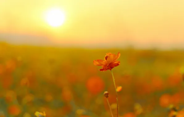Картинка поле, цветок, солнце, цветы, космея