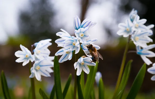 Grass, Green, Flowers, Spring, Meadow, Insect, Bloom, Bee