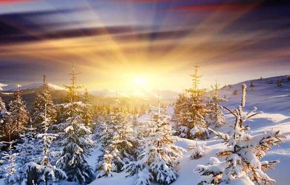 Картинка солнце, снег, горы, рассвет, ёлки