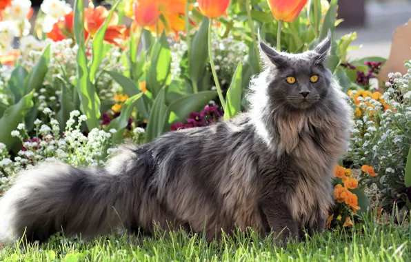 Кошка, трава, кот, взгляд, морда, листья, цветы, природа
