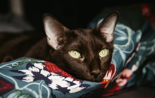 Кошка, кот, взгляд, поза, темный фон, портрет, покрывало, ткань