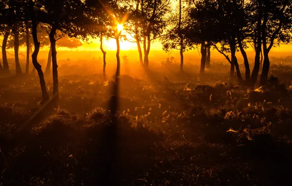 Солнце, деревья, Нидерланды, Солнечные лучи, Утренний свет, Morning light