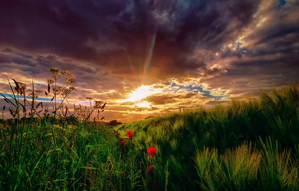 Картинка поле, небо, трава, солнце, облака, лучи, закат, цветы
