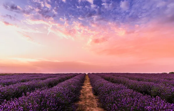 Картинка поле, лето, небо, пейзаж, закат, цветы, nature, лаванда