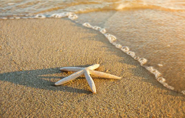 Песок, море, пляж, лето, звезда, summer, beach, sea
