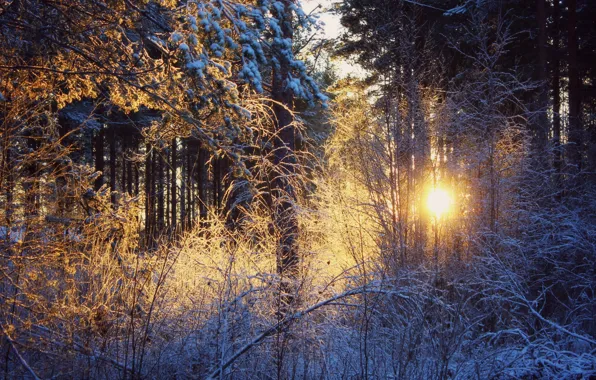 Картинка зима, лес, солнце, снег, закат