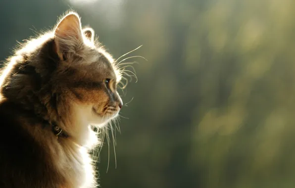 Картинка eyes, Cat, animal, profile, mustache, nose, feline