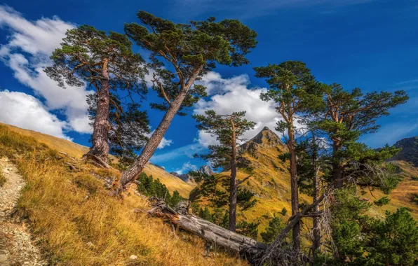Картинка деревья, пейзаж, горы, природа, сосны, Кавказ, гора Шхуанта