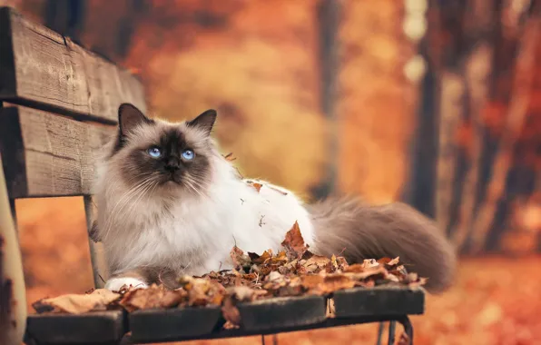 Картинка осень, кошка, листья, скамейка, парк