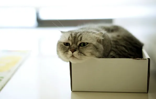 Картинка кошка, дом, коробка