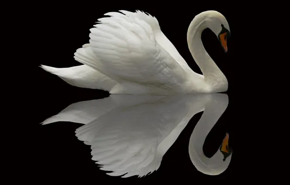 Картинка отражение, фон, птица, лебедь