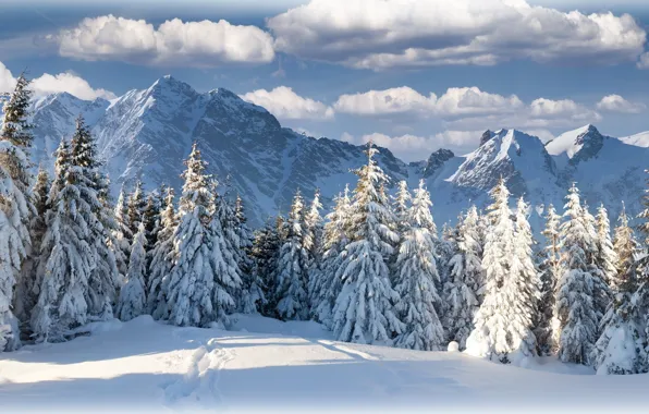 Картинка зима, лес, небо, облака, горы, природа, красиво