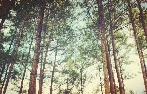 Картинка forest, sky, tree