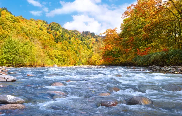 Картинка осень, лес, река, камни, поток, ранняя