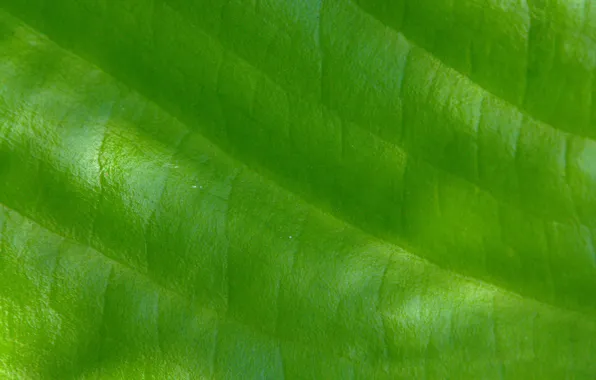 Картинка макро, свет, природа, лист, зеленый
