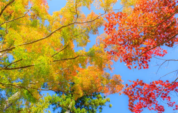 Картинка осень, небо, листья, деревья, ветки, багрянец