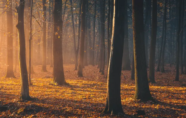 Картинка осень, лес, свет, light, forest, autumn, Tomczak Michał