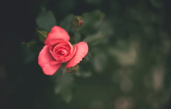 Цветок, розовый, роза, лепестки