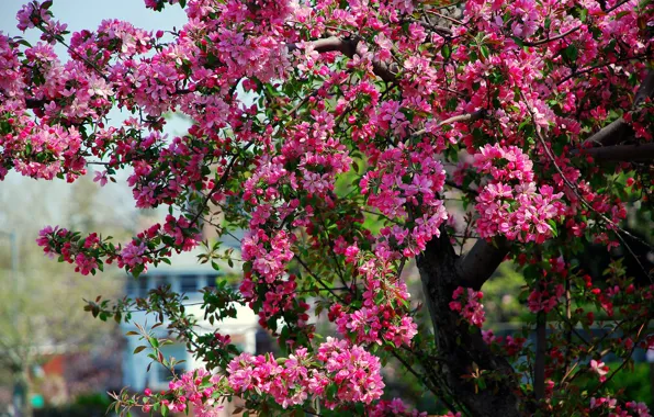 Картинка дерево, весна, розовые, яблоня, цветение, цветки