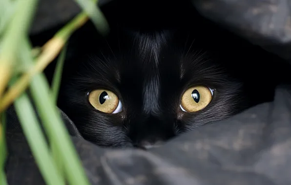 Кошка, кот, взгляд, черный, мордашка, цифровое искусство, ИИ-арт, нейросеть