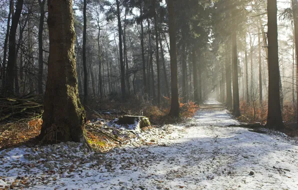 Картинка зима, дорога, осень, лес, деревья, природа, красота, утро