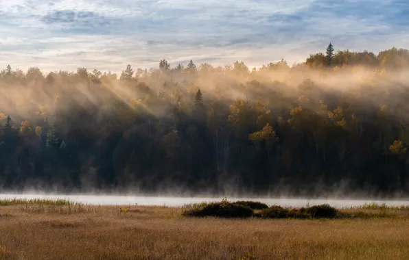 Картинка осень, лес, трава, облака, лучи, свет, туман, река