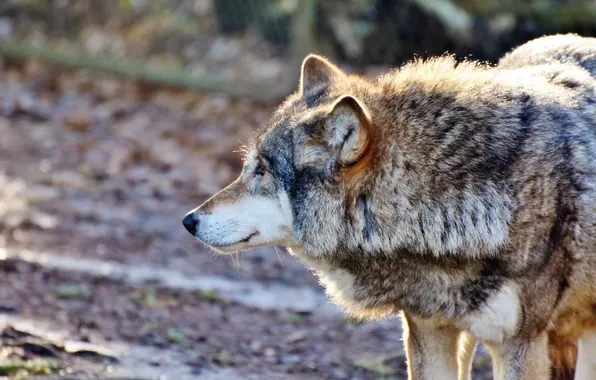 Nature, face, animal, wolf, wildlife, head, fur, mammal