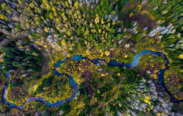 Картинка лес, деревья, пейзаж, природа, река, растения, вид сверху, рельеф