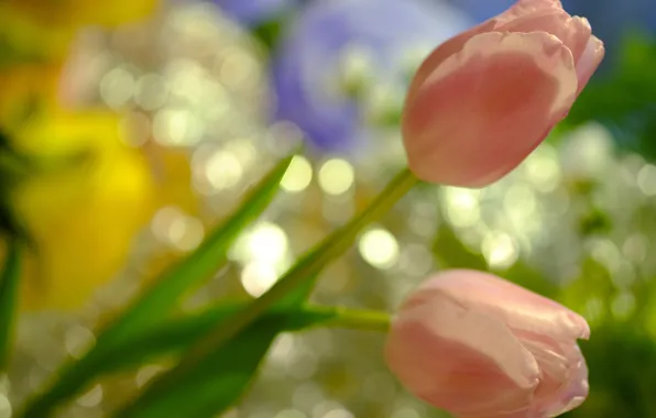 Тюльпаны, бутоны, боке