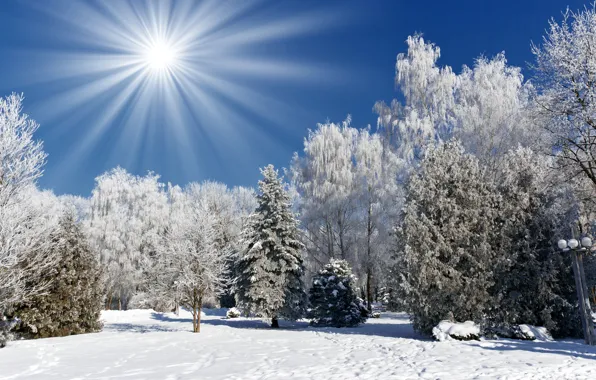 Картинка солнце, деревья, елки, winter, snow, зимний пейзаж