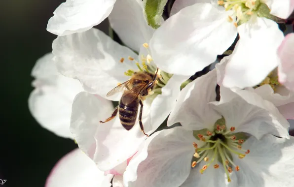 Картинка цветок, яблуння, Бджола